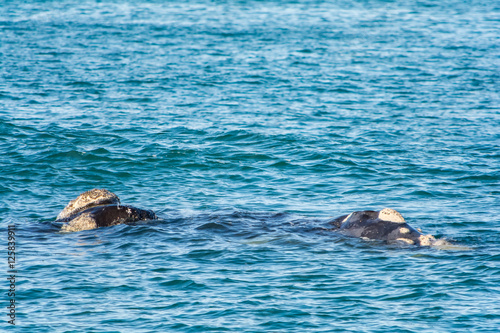 Southern Right Whale in Hermanus South Africa