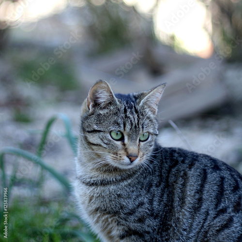 Tabby cat sitting in a garden. Selective focus.
