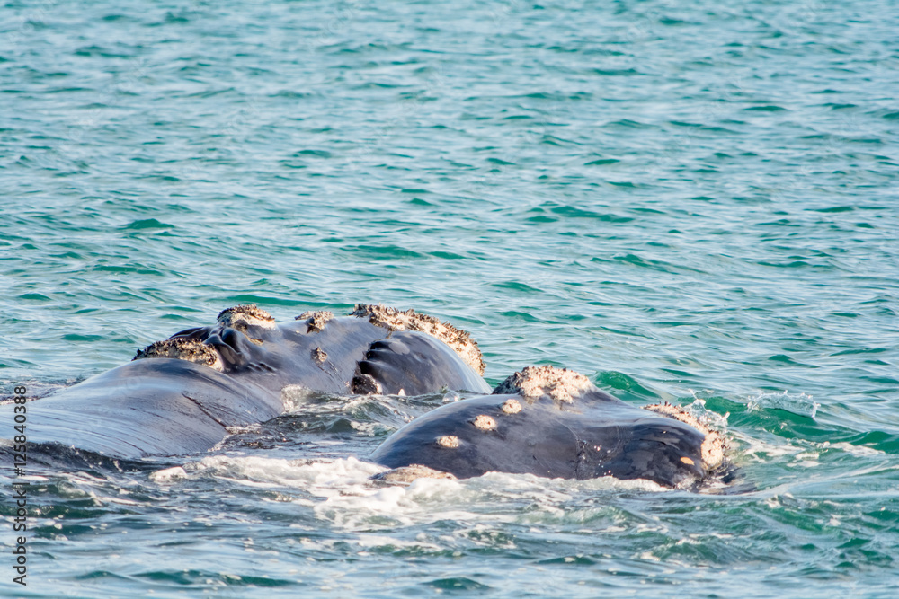 Fototapeta premium Southern Right Whale in Hermanus South Africa