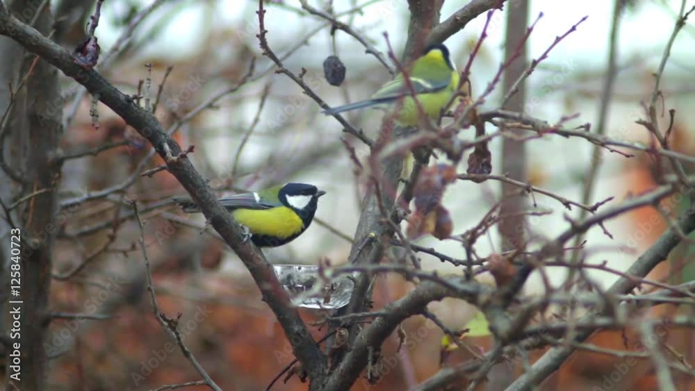 Birds and animals in wildlife. Greater titmouse bird sitting on a branch at the beginning of the spring. Birds and animals in wildlife. Greater titmouse bird sitting on a branch at the beginning of the spring.