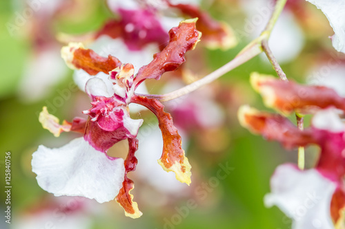 Brown white oncidium orchid. photo