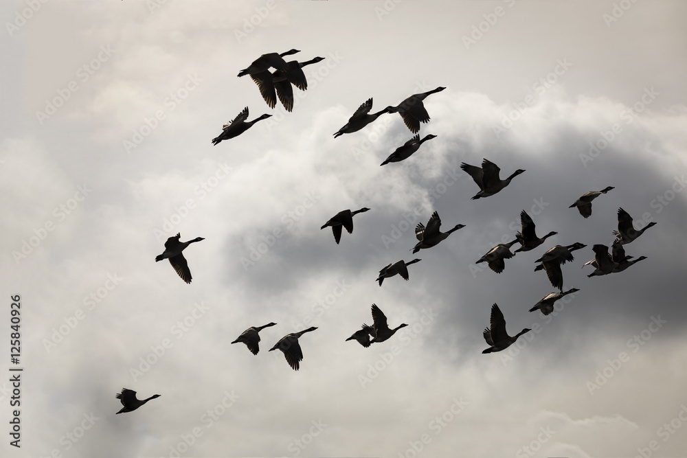 Fototapeta premium Canada geese silhouette