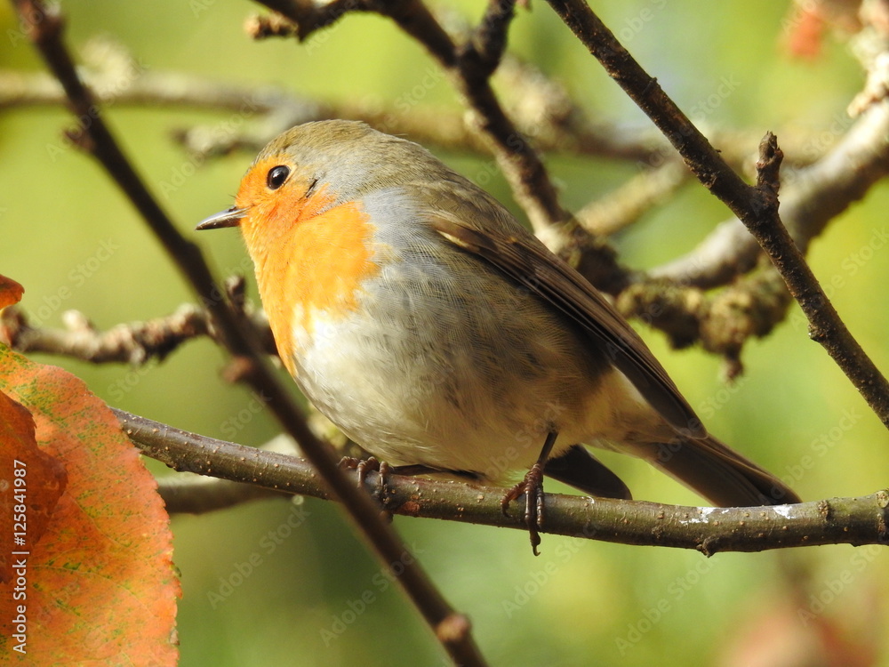 Obraz premium beautiful robin