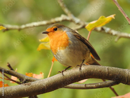 beautiful robin © ramund88