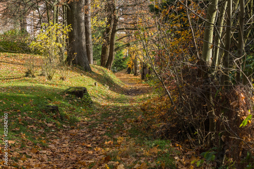 Bright green forest natural walkway in sunny day light. Sunshine forest trees. Sun through vivid green forest. Peaceful forest