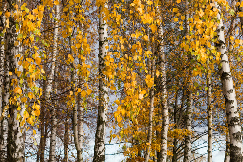beautiful slender birch trees
