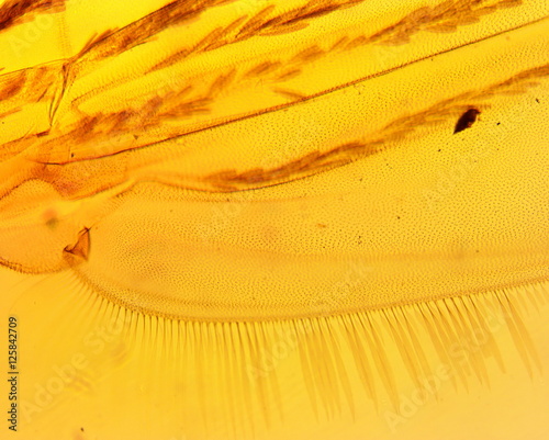 Anopheles mosquito (Anopheles sp.) wing - permanent slide plate under high magnification