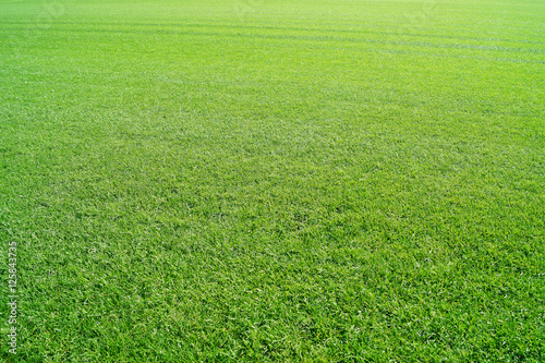 cut grass © fotokup