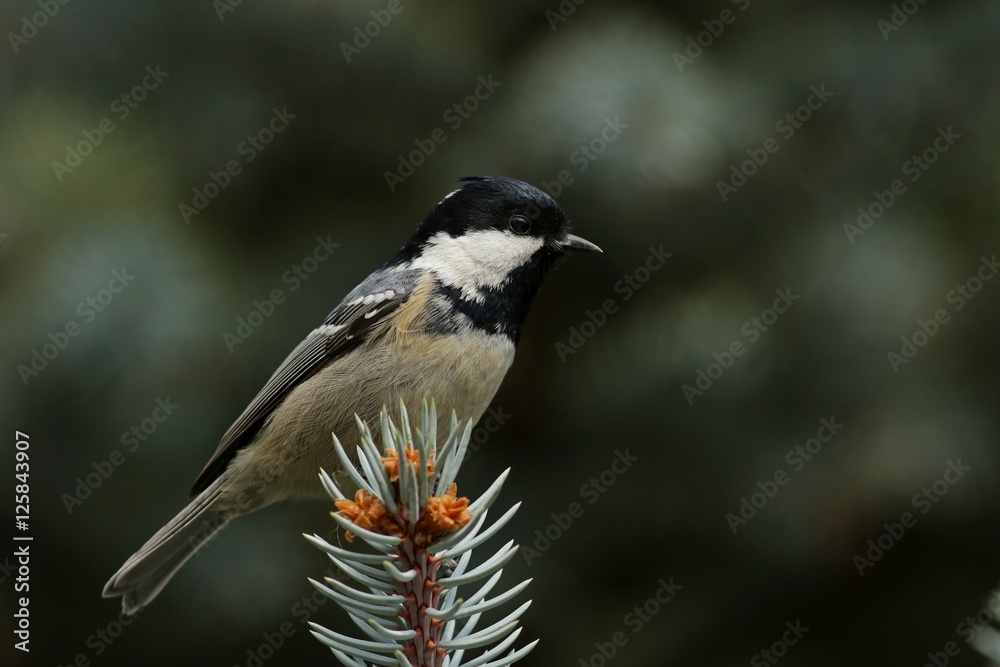 Obraz premium Московка.