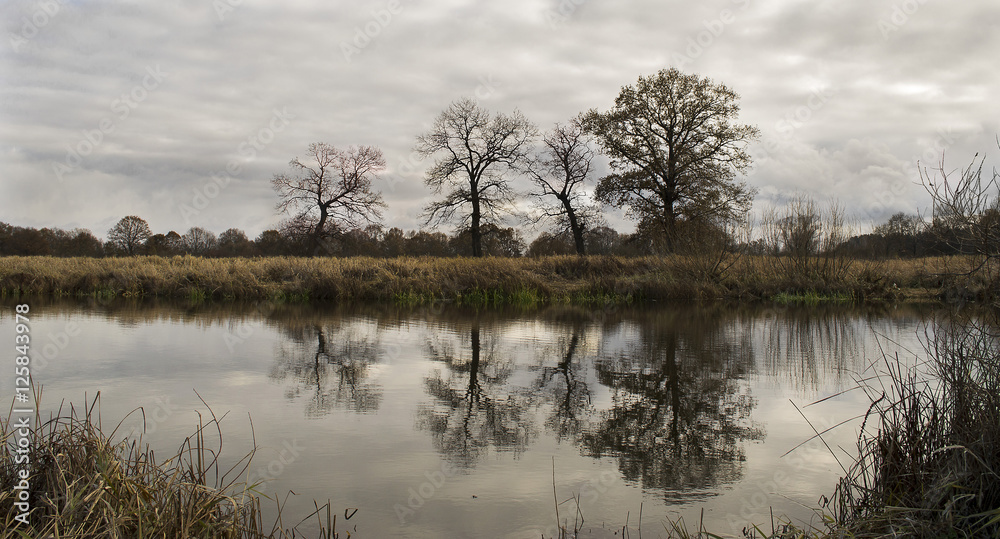 three trees on the river bank under the snowy sky three trees on the river bank under the snowy sky