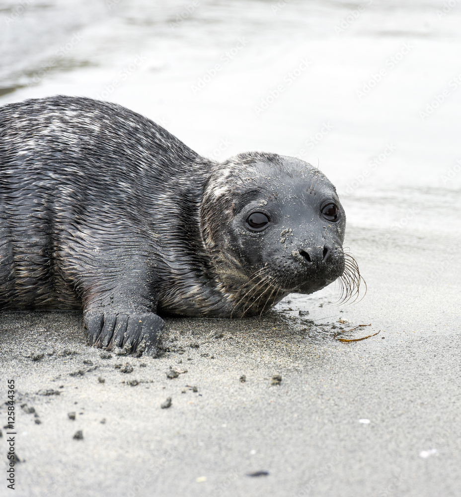 Fototapeta premium young seal on the sandy coast
