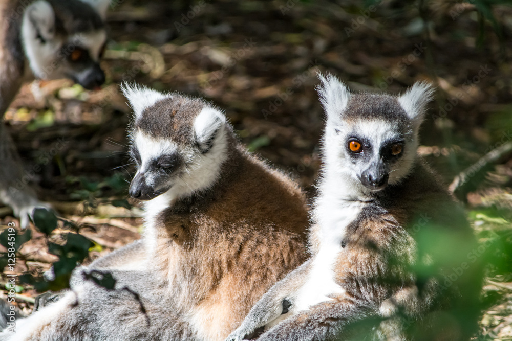 Fototapeta premium Closeup of Lemur / Maki apes in the forrest