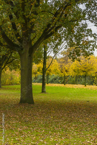 Fototapeta Naklejka Na Ścianę i Meble -  Herbst in Pellens-Park in Bremen