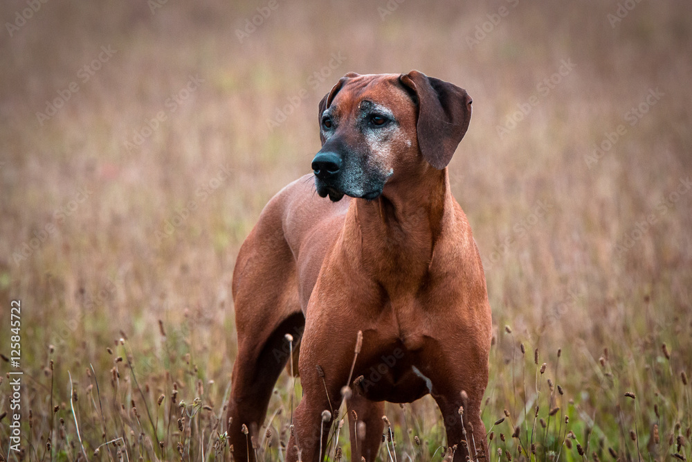 Rhodesian Ridgeback