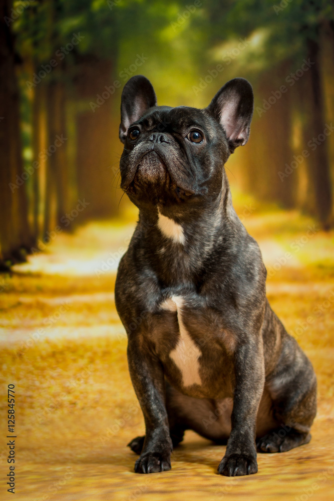 Französische Bulldogge