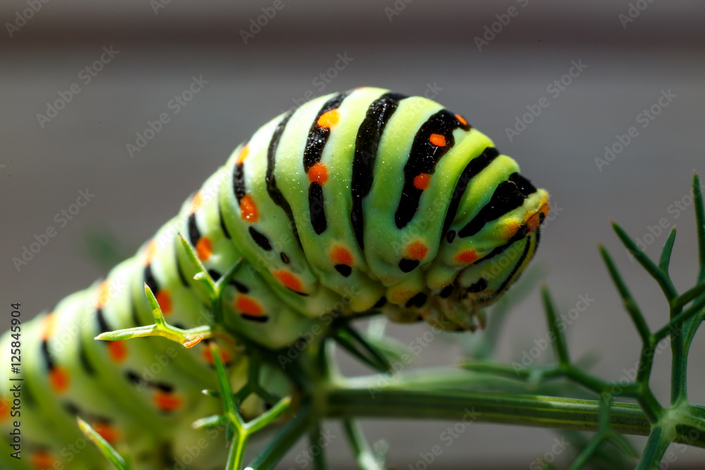 Naklejka premium caterpillar portrait