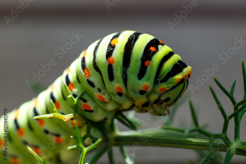 caterpillar portrait