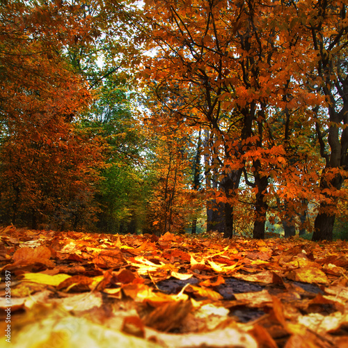 Herbst mit seinen Farben