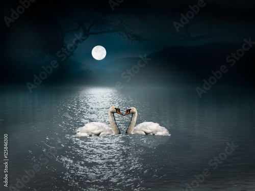 Swans swim in the light of the moon on the water