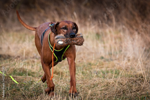 Rhodesian Ridgeback