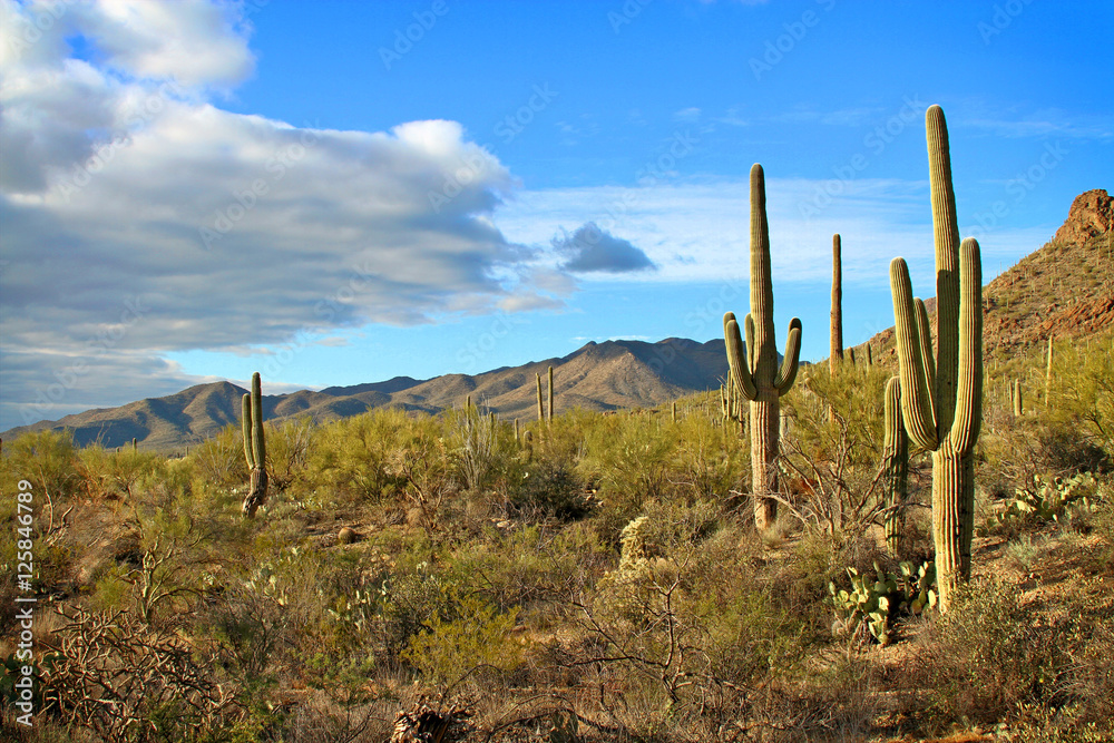 Saguaro cactus and desert landscape with clouds in late afternoon light