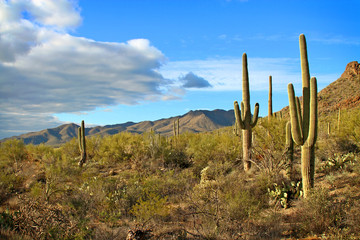 Poster Woestijnlandschap Saguaro cactus in avondlicht Arizona  © doc1266