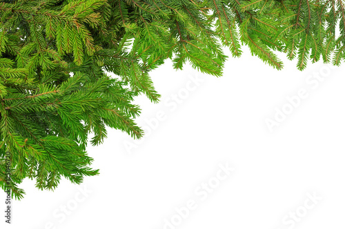 spruce branches for Christmas