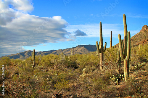 Saguaro cactus and desert landscape with clouds in late afternoon light © doc1266