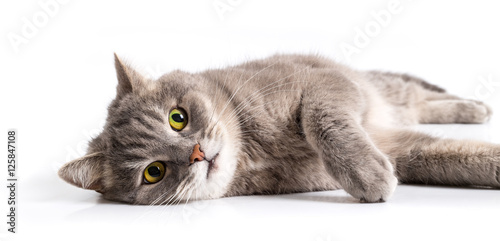 The gray cat lies on one side with open eyes