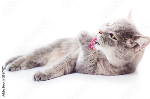 The gray cat lies and washes.