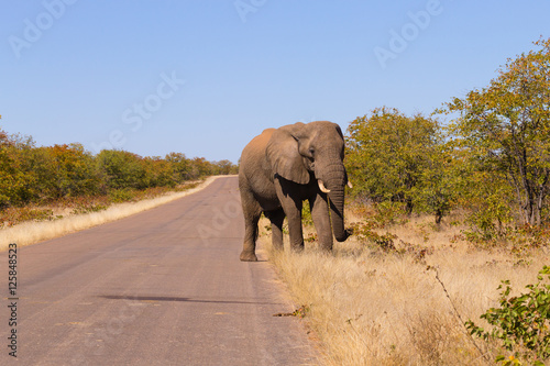 Elephant from Kruger National Park, Loxodonta africana