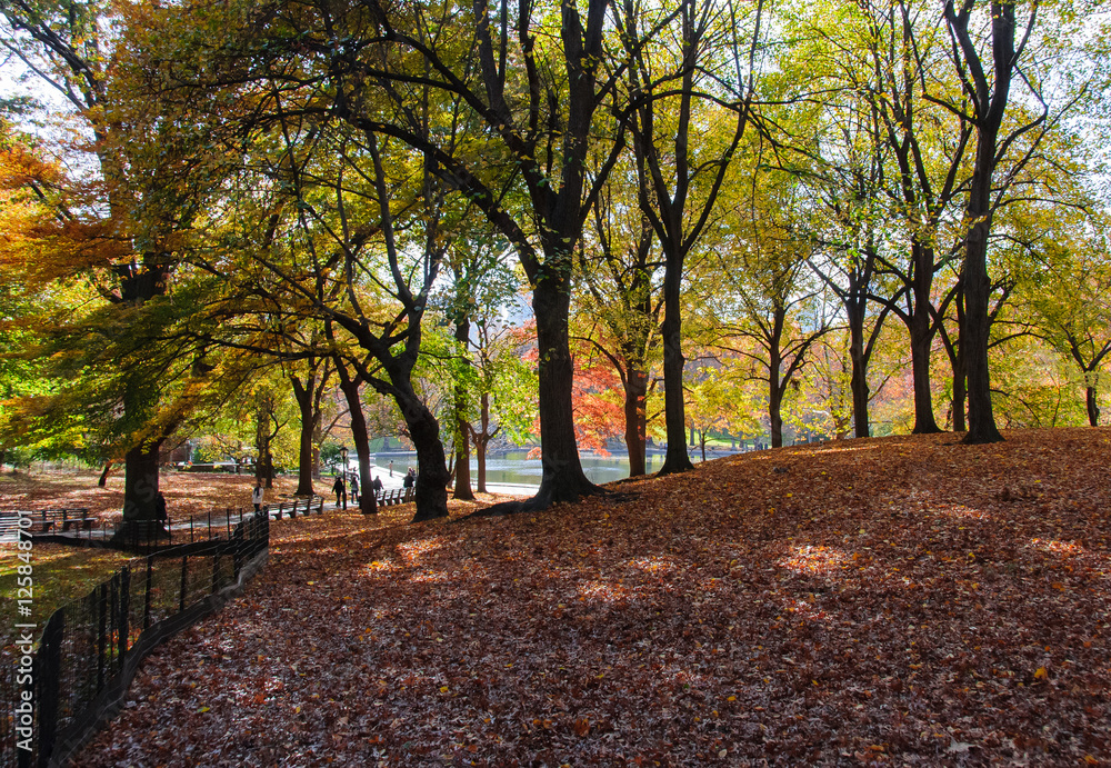 Fallen leaves on Central Park, New York