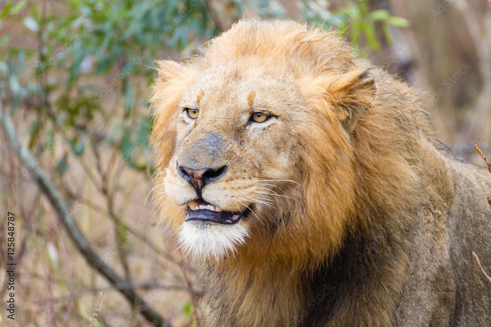 Lion from Kruger National Park, South Africa