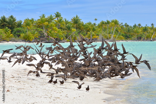 Thick cloud of birds, Brown Noddy, bird, Polynesia, Tetiaroa island photo