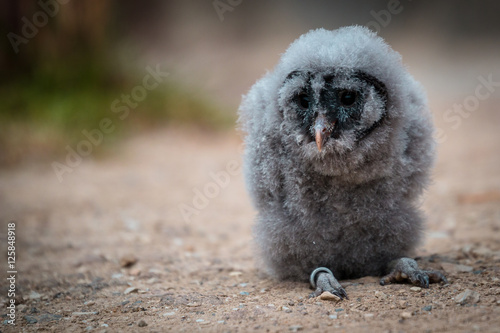 snow owl