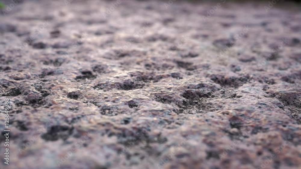 line of ants moving in horizontal line on the stone floor macro detail line of ants moving in horizontal line on the stone floor macro detail