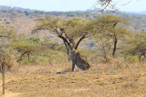 Cheetah close up from South Africa photo