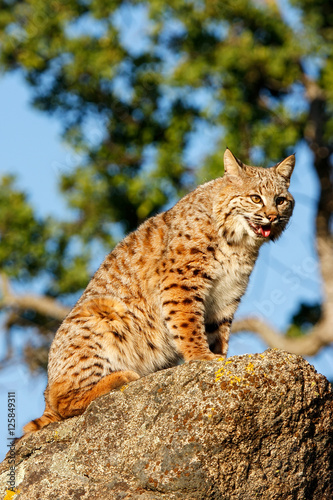 Bobcat sitting on a rock