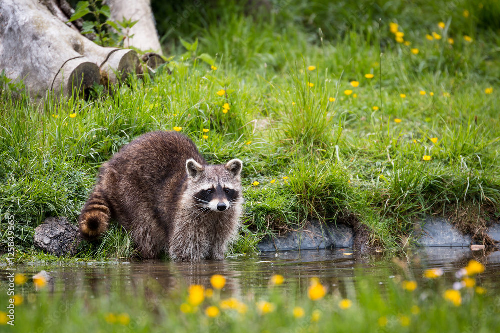 Waschbär am Wasser StockFoto Adobe Stock