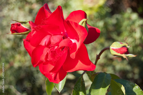 One red rose bud in the garden. Summer love flower