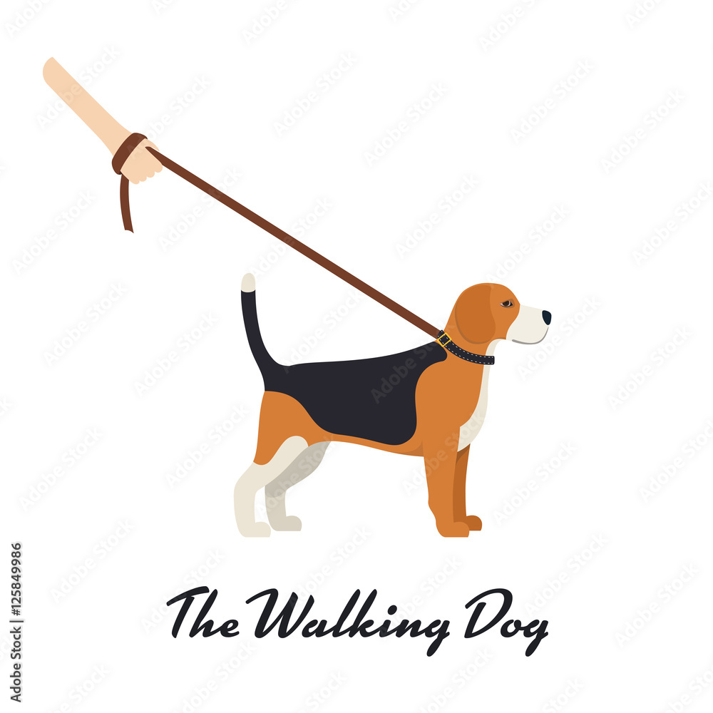 Beagle Dog with a leash - Vector color serious dog Beagle breed on the walk