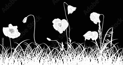 Fototapeta Naklejka Na Ścianę i Meble -  poppy flowers in white grass on black