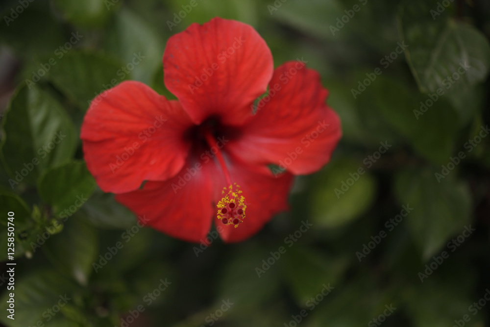 piękny kwiat hibiskusa piękny kwiat hibiskusa