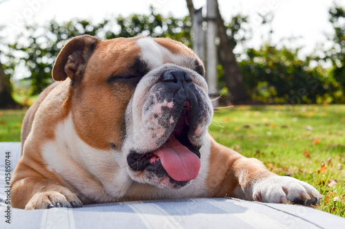 English bulldog yawns with tongue