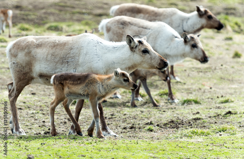 Fototapeta premium reindeer female and calf [Rangifer tarandus]