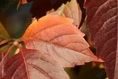 background with ivy foliage in park photo