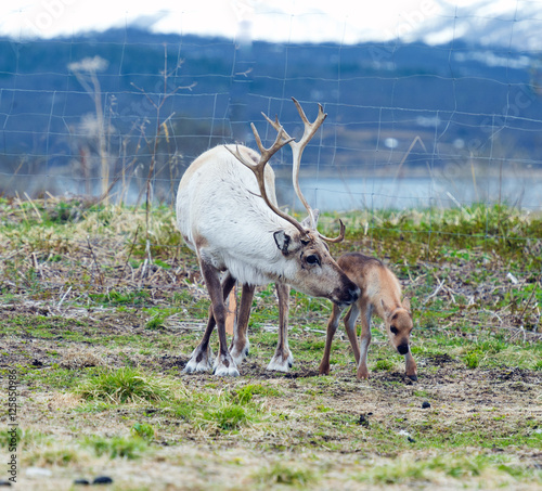 reindeer female and calf [Rangifer tarandus]