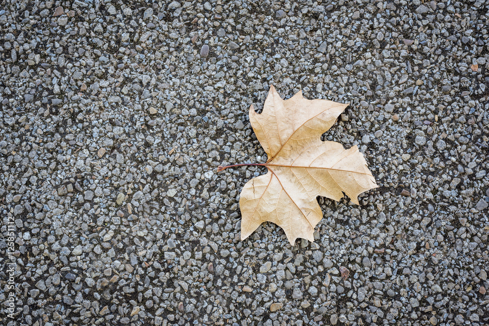 The leaf fall from the tree lone ground The leaf fall from the tree lone ground