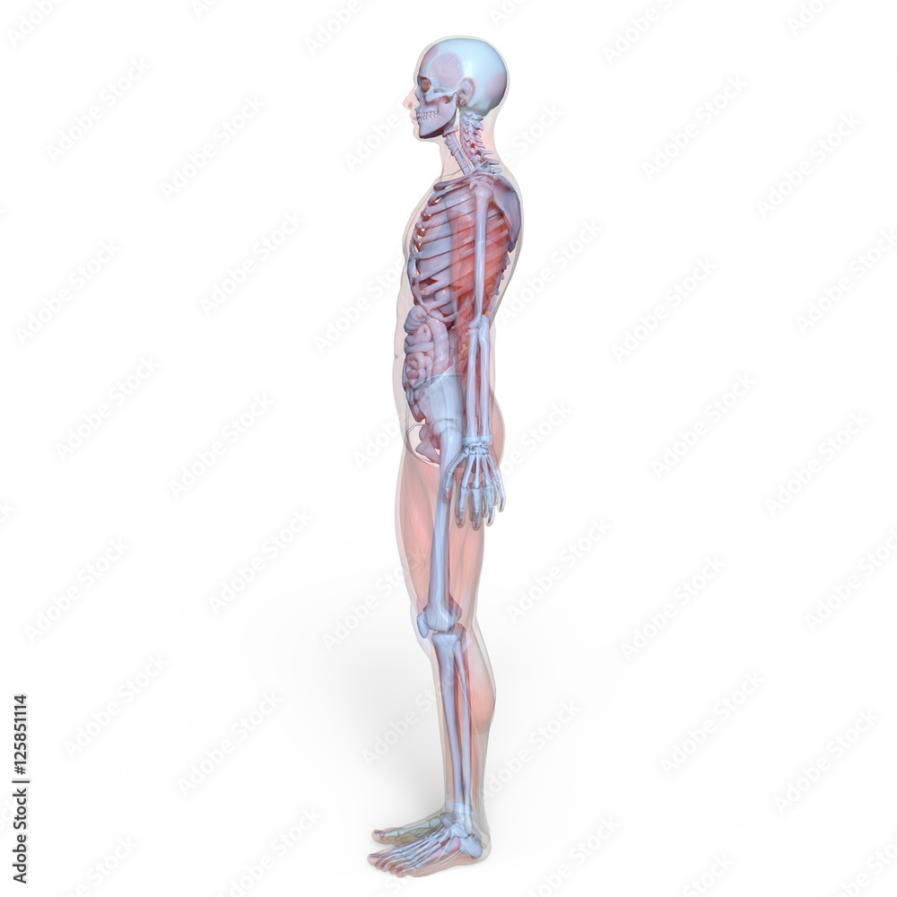男性人体模型 男性人体模型