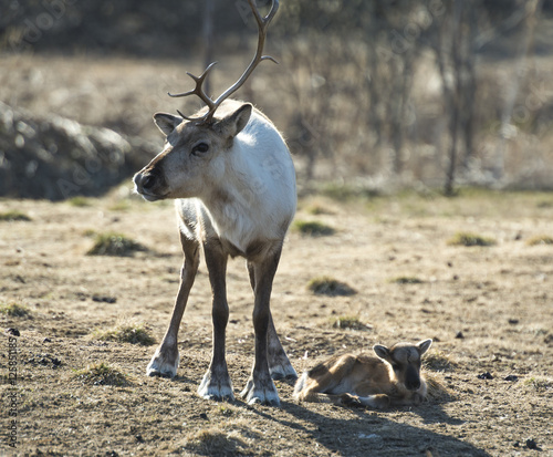 reindeer female and calf [Rangifer tarandus]